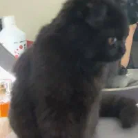 گربه|گربه|اهواز, نادری|دیوار