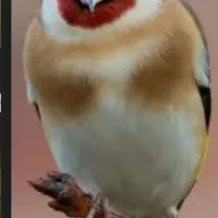 قناری نر اصل اصل لطفا به عکس دقت کنید