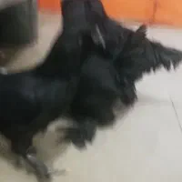 مرغ وخروس مرندی|حیوانات مزرعه|خمینی‌شهر, |دیوار