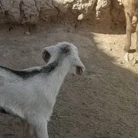 کره نر و ماده ۲۰ روزه