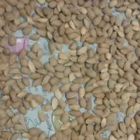 بادام درختی