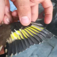 سهره|پرنده|ورامین, ورامین|دیوار