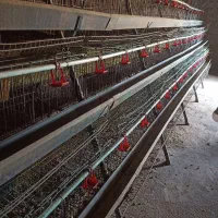 فروش قفس منبری مرغ تخمگذار