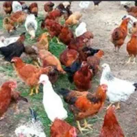مرغ قربونی|حیوانات مزرعه|تهران, افسریه جنوبی|دیوار