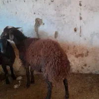 بره افشاری پروارشده|حیوانات مزرعه|بندر گز, |دیوار