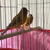 جفت سوخته سرخ|پرنده|کرمان, |دیوار