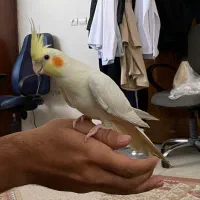 یک جفت عروس هلندی نروماده دستی