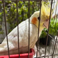 عروس هلندی لوتینو