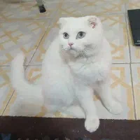 اسکاتیش سفید چشم آبی