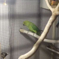 طوطی ملنگو|پرنده|خاش, |دیوار