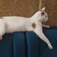 گربه ماده واکسن زده|گربه|قم, زنبیل آباد|دیوار