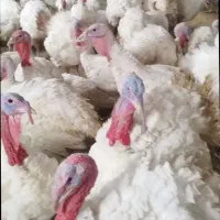 گوشت بوقلمون بیوتی6