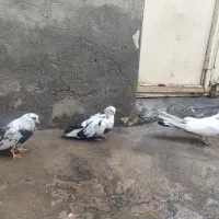 پرنده کبوتر