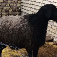 بره نر گوشتی برای قربانی یا نگهداری
