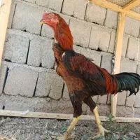 خروس لاری