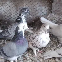 ۱۴تا کبوتر شکار