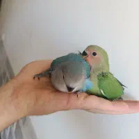 طوطی کوتوله برزیلی