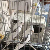 ۷ جفت عروس هلندی البینو دوکت البینو خالص.