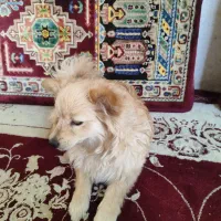 به دلیل مهاجرت|سگ|شیراز, دروازه اصفهان|دیوار