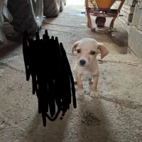 توله میکس انگلیس المان|سگ|مینودشت, |دیوار