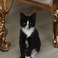 گربه خانگی گم شده