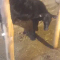 گوساله