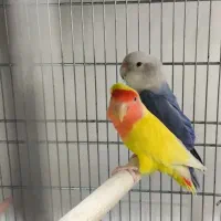 عروس هلندی جفت مولد تضمینی جفت خوب