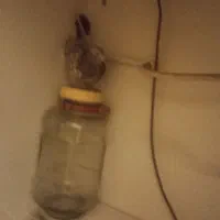 سرور زرد|پرنده|تهران, سهروردی|دیوار