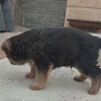 سگ ژرمن|سگ|کرمانشاه, |دیوار