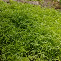 نهال گوجه