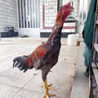 فروش تخممرغ لاری|حیوانات مزرعه|باغ ملک, |دیوار