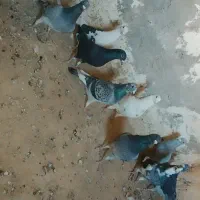 10نر جنگنده آلمانی شهرستان