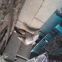 کفتر رنگی|پرنده|امیدیه, |دیوار