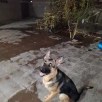 فروش سگ ژرمن اصیل