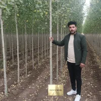 نهال صنوبر بهترین قیمت تسویه بعد از تحویل