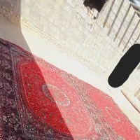 دو عدد فرش ۱۲ متری|فرش|زابل, |دیوار