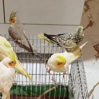 طوطی عروس هلندی|پرنده|دزفول, |دیوار