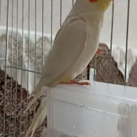 عروس هلندی نر
