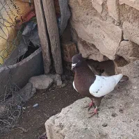 فروش یه گله کبوتر نقش و طوقی درجه یک