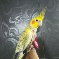 انواع عروس هلندی و کوتوله برزیلی