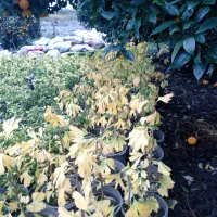 فروش ژینگو|عمدهفروشی|کلاچای, |دیوار