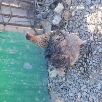 مرغ وجوجه