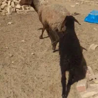 یک راس میش زاییده بایک بره نر