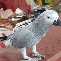 کاسکو ۱۰۰کلام