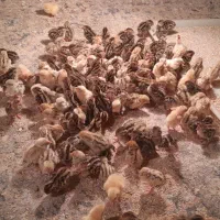 فروش جوجه بلدرچین ۳روزه ومرغ سلطان|حیوانات مزرعه|باوی, |دیوار