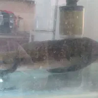 سلام فروش ماهی چانا