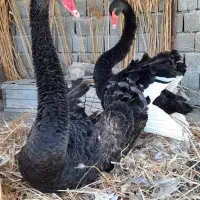 قوی مشکی ۳ ماهه