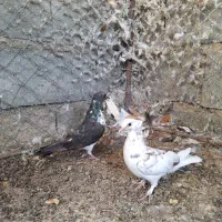 کبوتر|پرنده|رودان, |دیوار