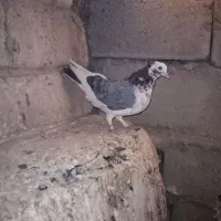 کبوتر فروشی|پرنده|مهاباد (آذربایجان غربی), |دیوار