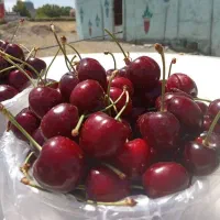 گیلاس دست چین درشت